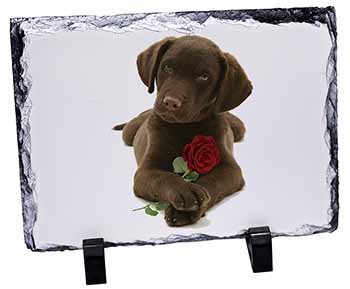 Chocolate Labrador Pup with Rose, Stunning Photo Slate