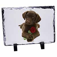 Chocolate Labrador Pup with Rose, Stunning Photo Slate