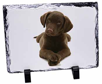 Chocolate Labrador Puppy Dog, Stunning Photo Slate