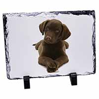 Chocolate Labrador Puppy Dog, Stunning Photo Slate