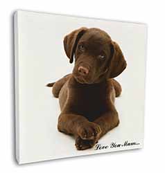 Chocolate Labrador Puppy 