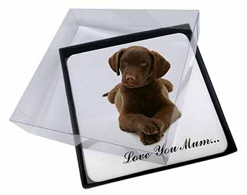 4x Chocolate Labrador Puppy 