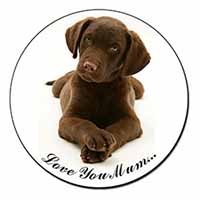 Chocolate Labrador Puppy 