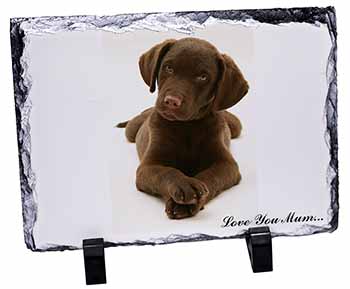 Chocolate Labrador Puppy 