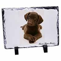 Chocolate Labrador Puppy 