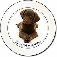 Chocolate Labrador Puppy 