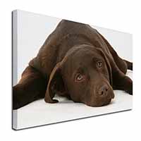 Chocolate Labrador Dog Canvas X-Large 30"x20" Wall Art Print