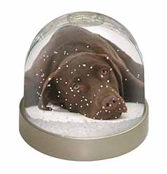 Chocolate Labrador Dog Snow Globe Photo Waterball