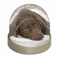 Chocolate Labrador Dog Snow Globe Photo Waterball