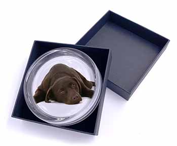 Chocolate Labrador Dog Glass Paperweight in Gift Box