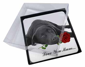 4x Labrador with Rose 