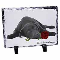 Labrador with Rose 