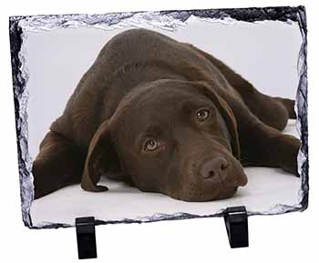 Chocolate Labrador Dog, Stunning Photo Slate
