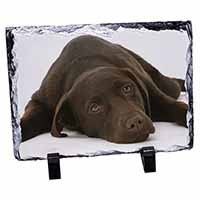 Chocolate Labrador Dog, Stunning Animal Photo Slate
