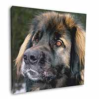 Black Leonberger Dog Square Canvas 12"x12" Wall Art Picture Print