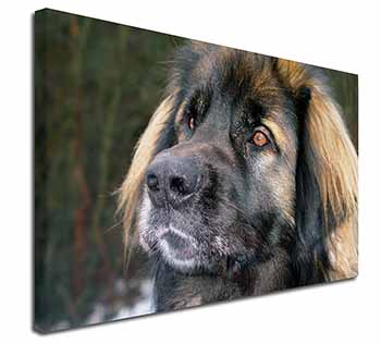 Black Leonberger Dog Canvas X-Large 30"x20" Wall Art Print