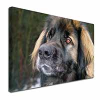 Black Leonberger Dog Canvas X-Large 30"x20" Wall Art Print