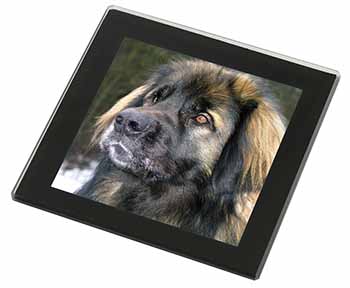 Black Leonberger Dog Black Rim High Quality Glass Coaster