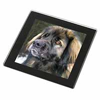 Black Leonberger Dog Black Rim High Quality Glass Coaster