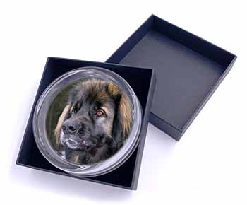 Black Leonberger Dog Glass Paperweight in Gift Box