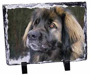 Black Leonberger Dog, Stunning Photo Slate