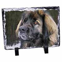 Black Leonberger Dog, Stunning Photo Slate