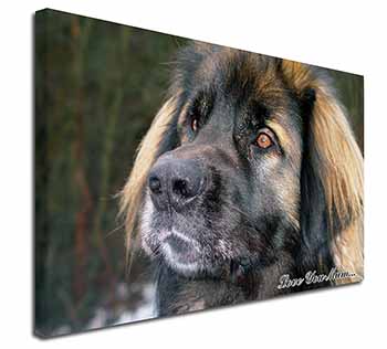 Black Leonberger 