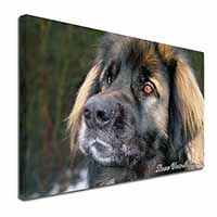 Black Leonberger 