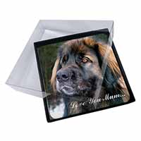 4x Black Leonberger 