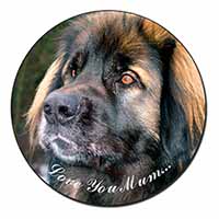 Black Leonberger 