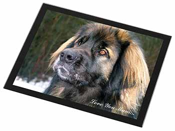 Black Leonberger 