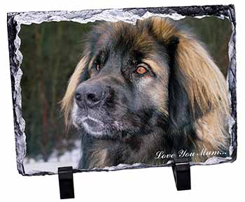 Black Leonberger 