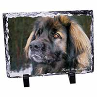 Black Leonberger 