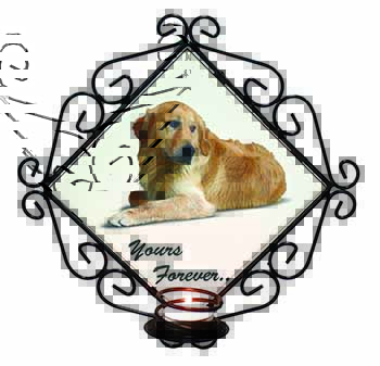 Golden Retriever Dog 