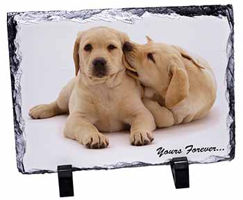 Yellow Labrador Dog 