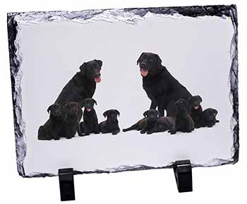 Black Labradors, Stunning Photo Slate