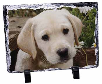 Yellow Labrador Puppy, Stunning Photo Slate