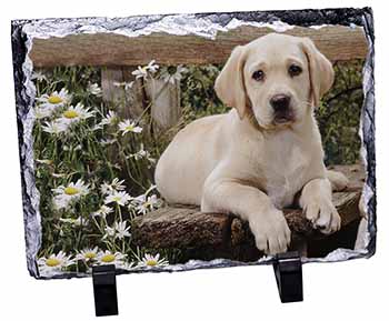 Yellow Labrador Puppy, Stunning Photo Slate