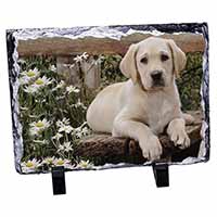 Yellow Labrador Puppy, Stunning Photo Slate