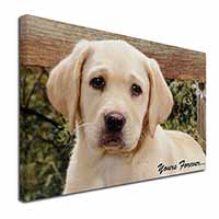 Yellow Labrador Pup 