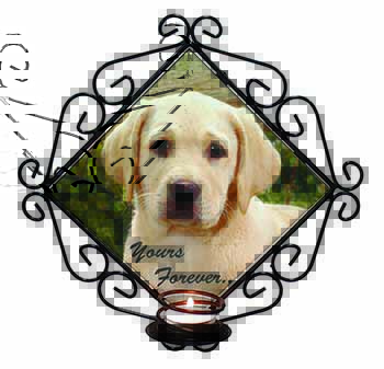 Yellow Labrador Pup 