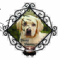 Yellow Labrador Pup 