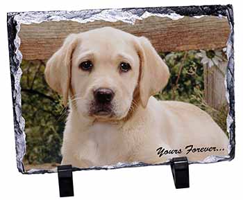 Yellow Labrador Pup 