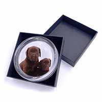 Chocolate Labrador Puppy Dogs Glass Paperweight in Gift Box