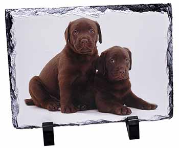 Chocolate Labrador Puppy Dogs, Stunning Photo Slate