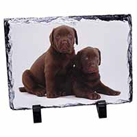 Chocolate Labrador Puppy Dogs, Stunning Photo Slate