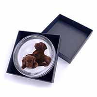 Chocolate Labrador Puppies Glass Paperweight in Gift Box