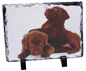 Chocolate Labrador Puppies, Stunning Photo Slate