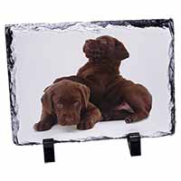 Chocolate Labrador Puppies, Stunning Photo Slate