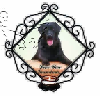 Black Labrador 
